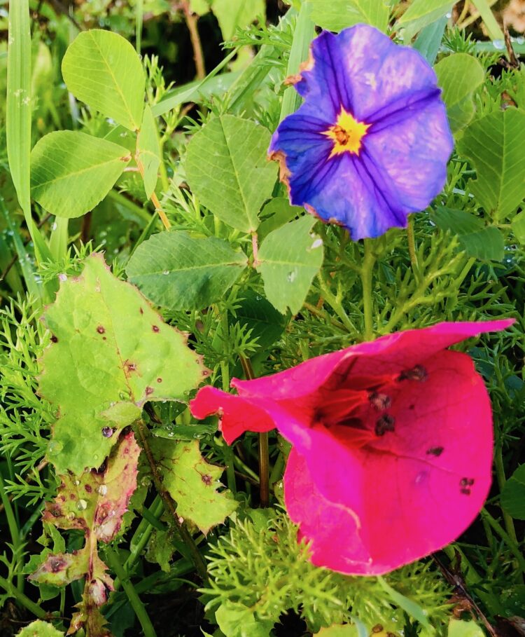 Be Like a Wildflower